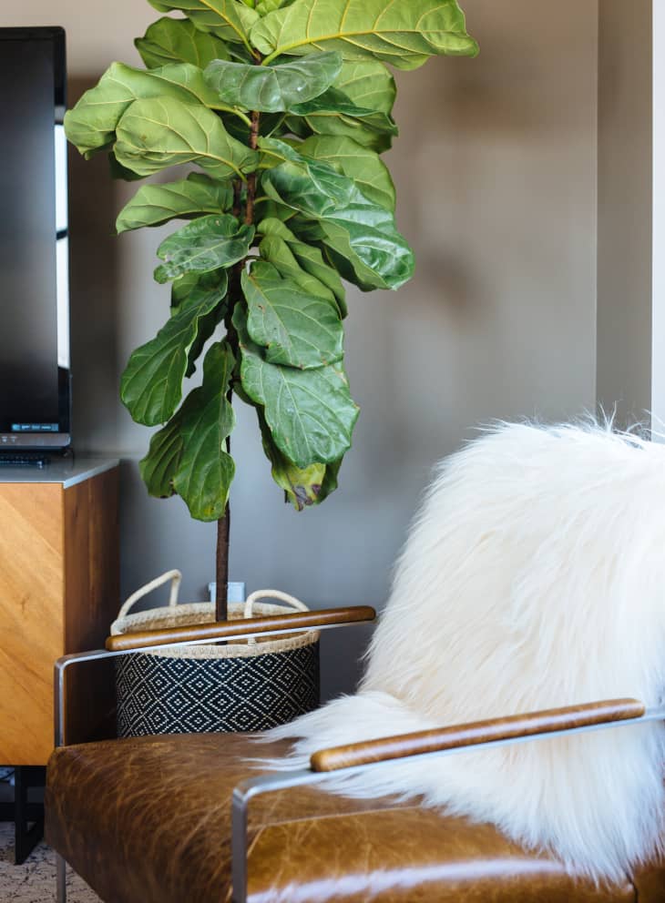 Fiddle Leaf Fig Care How to Grow & Maintain a Ficus Lyrata Plant